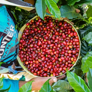 [신규입고]페루 엘 세드로 게이샤 워시드