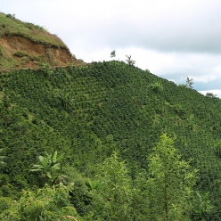 [입고예정]콜롬비아 네이드 엘 카르멘 카투라 워시드