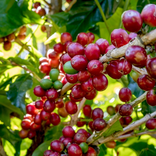 [재입고]콜롬비아 라 에스페란자 카투라 워시드