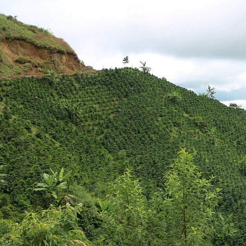 [재입고]콜롬비아 네이드 엘 카르멘 카투라 워시드