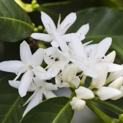 [500g 행사]과테말라 엘 소코로 게이샤 워시드