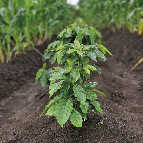 [500g 행사]코스타리카 부르마스 델 수르키 엘 센트로 산 로케 내추럴