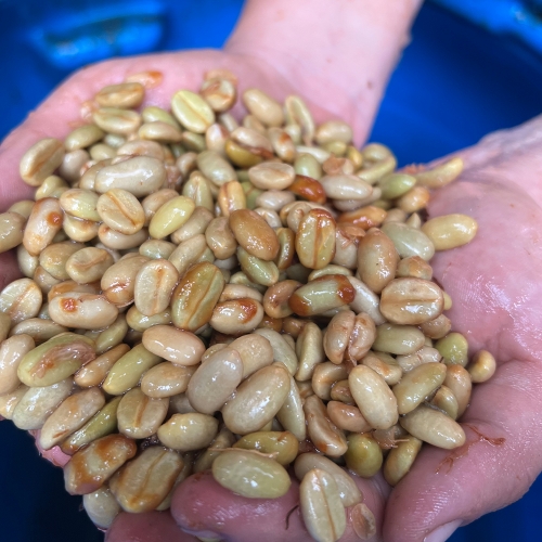 [500g 행사]콜롬비아 라스 마가리타스 CGLE-17 허니