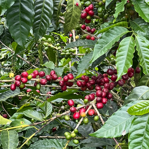 [500g 행사]콜롬비아 라스 마가리타스 CGLE-17 워시드