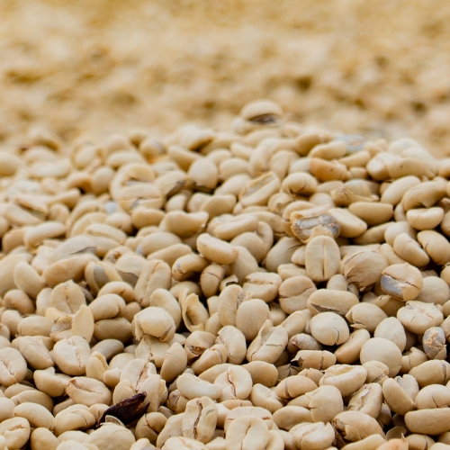 [500g 행사]과테말라 엘 인헤르또 파카마라 워시드