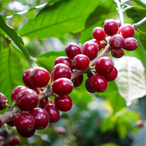[100g 한정판매]파나마 데보라 일루미네이션 게이샤워시드카보닉 머서레이션