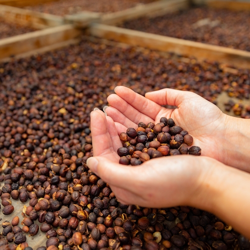 [500g 한정 판매]볼리비아 로스 로드리게스 바티안 내추럴