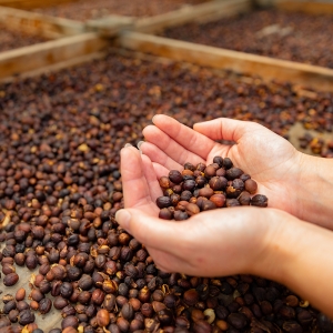 [500g 한정 판매]볼리비아 로스 로드리게스 바티안 내추럴