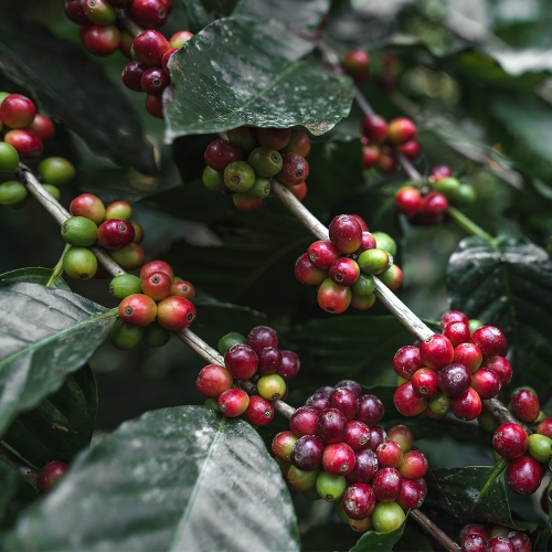 [500g 한정 판매]볼리비아 로스 로드리게스 SL-34 내추럴