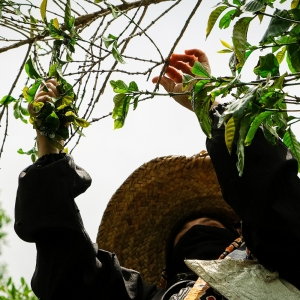 [500g 한정 판매]예멘 퀴마 후리아 알 시야기 예메니아 내추럴