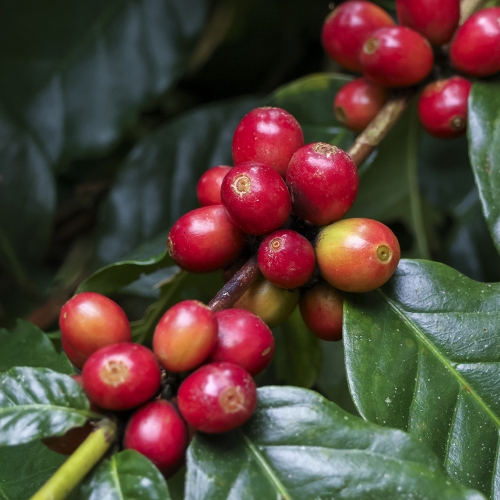 콜롬비아 타보르 카투라 워시드