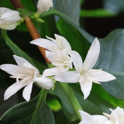 [신규 라인업]에티오피아 예가체프 G1 게뎁 첼첼레 워시드