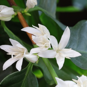 [신규 라인업]에티오피아 예가체프 G1 게뎁 첼첼레 워시드