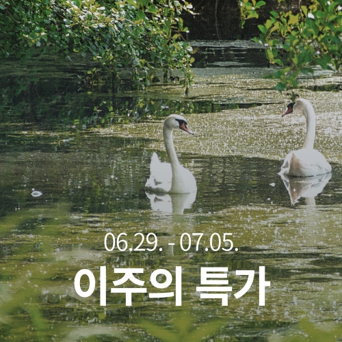 [이주의 특가]콜롬비아 캄포 에르모소 카투라 허니 시나몬 모스토 CO 퍼먼티드