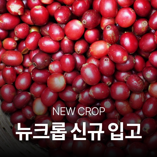 [신규입고]케냐 가투부 PB TOP