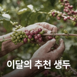 [품절]콜롬비아 아폰테 카투라 허니