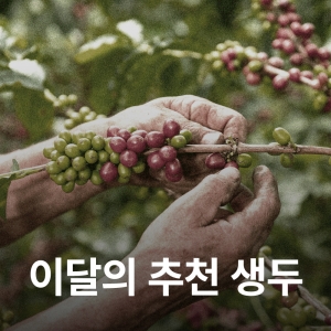 [9월 추천생두]콜롬비아 아폰테 타블론 데 고메즈 카투라 워시드