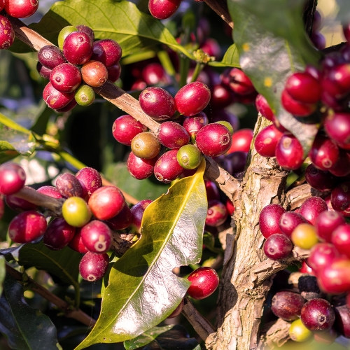 브라질 세뇨르 니퀴뇨 아카이아 내추럴 퍼먼티드