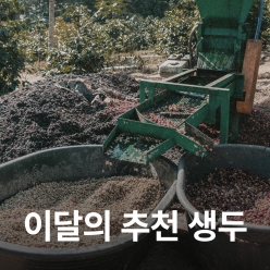 [2026 DCTC 공식 지원 생두 X 10월 추천생두]과테말라 엘 소코로 마르세예사 워시드
