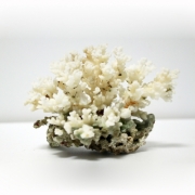 꽃산호 어항장식품 (12cm~16cm)