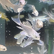 플래티넘버터플라이코이 10cm급 은잉어 롱핀