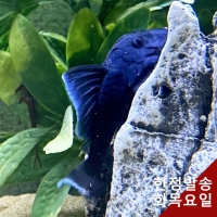 L-239 블루파나크 플레코