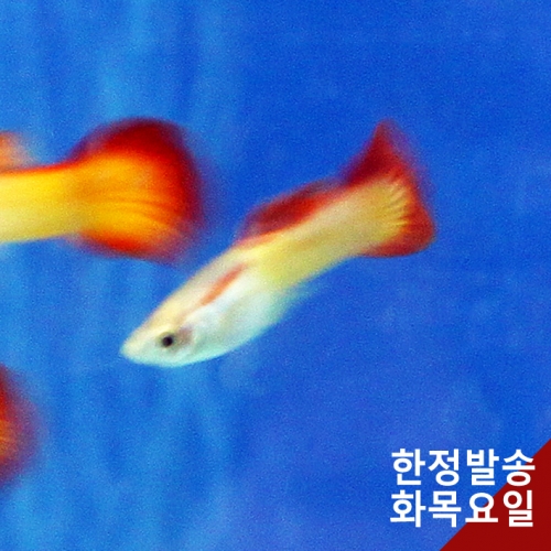 에메랄드썬 구피 1쌍