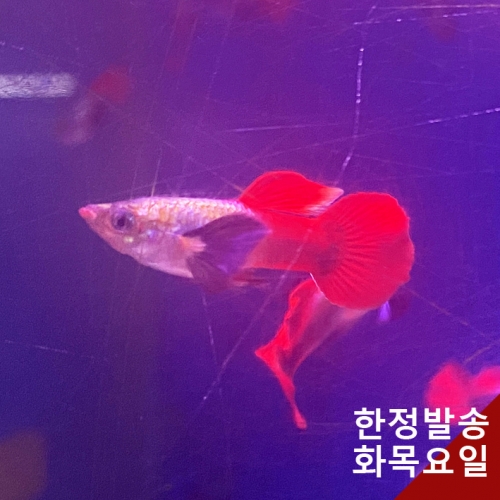 플래티넘오렌지 빅이어 구피 (암수 선택 가능)