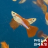 레인보우 구피 1쌍