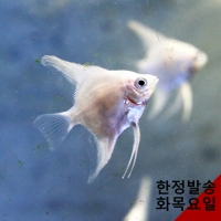 플래티넘 엔젤피쉬 4cm급 2마리