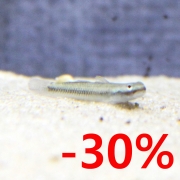 네온블루 고비 (담수망둥어)