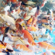 [추위에강한아이들] 비단잉어 공작잉어 플버코 3종 1마리/5마리(특가)