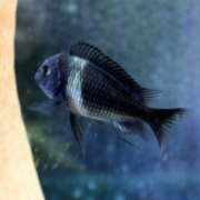 트로페우스 드보이시 성어