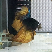 [셀렉트] 하프문 베타 수컷 04