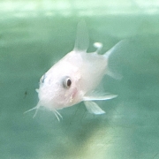 [추위에강한아이들] 화이트팬더 코리도라스 1마리/5마리(특가)