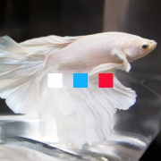 3색 선택 하프문베타 수컷 A급