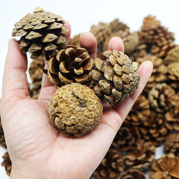 [10573]솔방울(중)_1kg[2층]