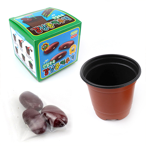 [10985]2000강낭콩키우기[본C-6]