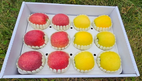 반반 부사+골드5kg15-16