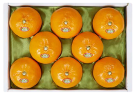 제주 천혜향 선물세트_3Kg