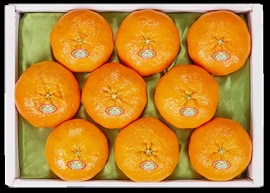 제주 레드향 선물세트_3Kg