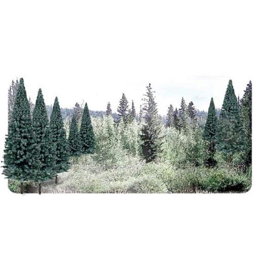 Blue Spruce(전나무) 18그루(5.1~10.1cm) TR1587