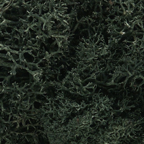 천연 해초류  L164 전나무색 (dark green)