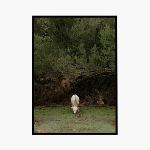 [Souffle] Madeira Forest (3size)