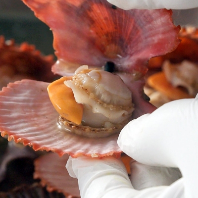 한농식 순살 비단 가리비 100g 10팩 손질 홈쇼핑