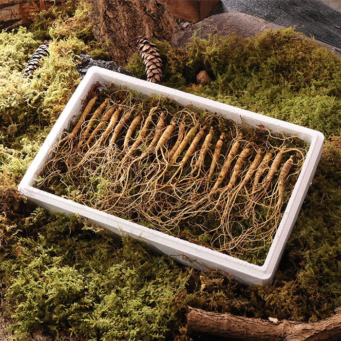 진삼애 강원도 김성태 산양삼 20뿌리 5~6년근 쇼핑온 홈쇼핑