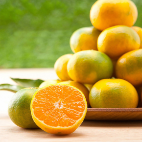 산지직송 제주 노지 타이백 감귤 2kg 3kg 5kg 7kg 10kg