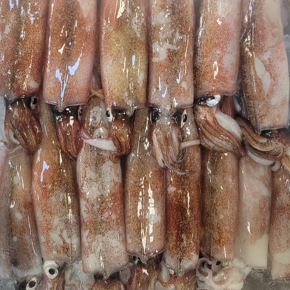 산지직송 한입 원양산 통찜용 냉동 한치 1kg