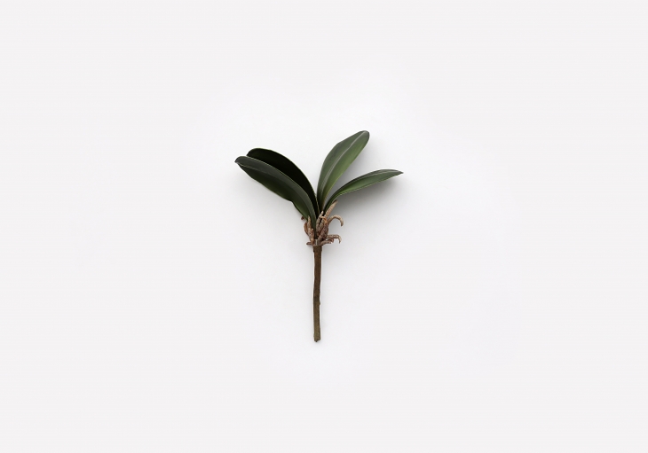 [GE] 호접난 잎 -그린