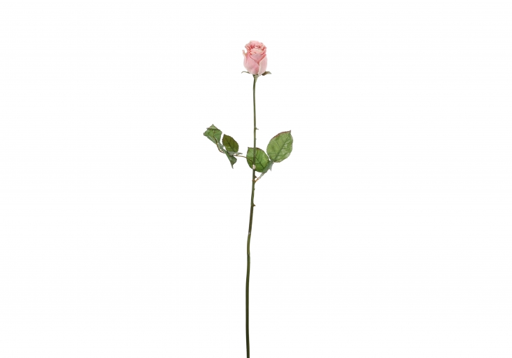 [WW] 장미(봉우리) - 화이트, 핑크